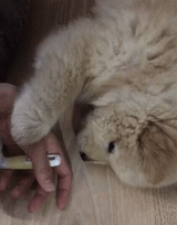 나인뮤지스 경리가 키우는 강아지 ㅠ 졸라 귀엽긔 ㅠ.jpgif | 인스티즈