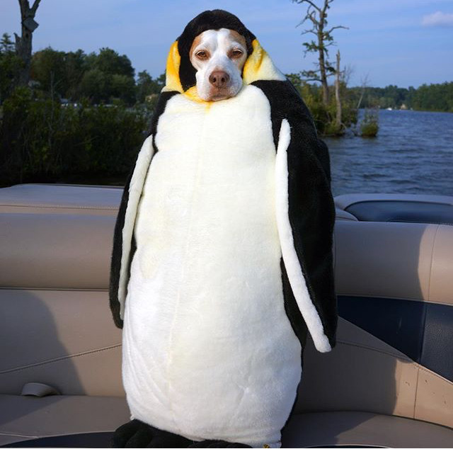 이상한 주인을 만난 멍뭉이 ‘메이모’ 일상.jpgif | 인스티즈