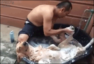 멍멍이 샤워하는 짤.gif - 인스티즈(instiz) 이슈 카테고리