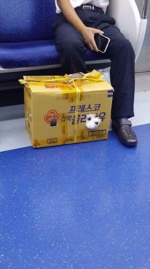 하나도 안귀여운 강아지들 | 인스티즈