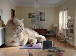 집사의 로망 : 거대묘 | 인스티즈