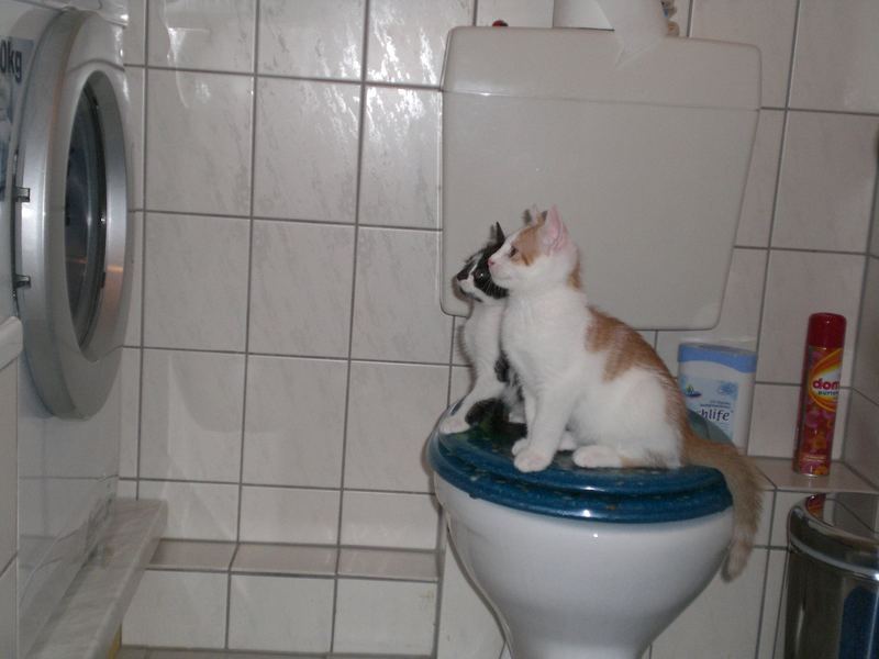 고양이때문에 빨래를 못한다는게 말이 되나요? | 인스티즈