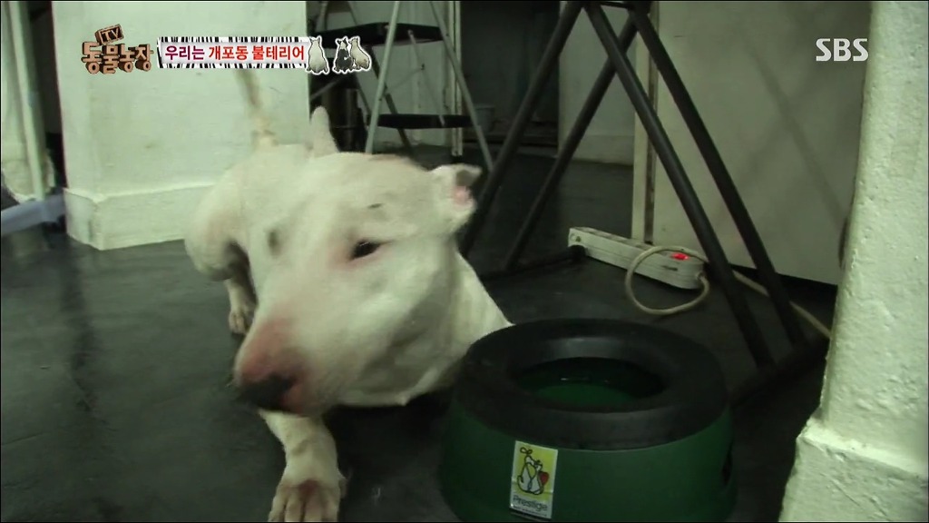 주인이 100프로 노린 개 이름.jpg | 인스티즈