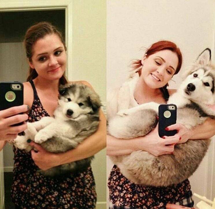 대형견의 매력❤️ (feat.성장과정) | 인스티즈