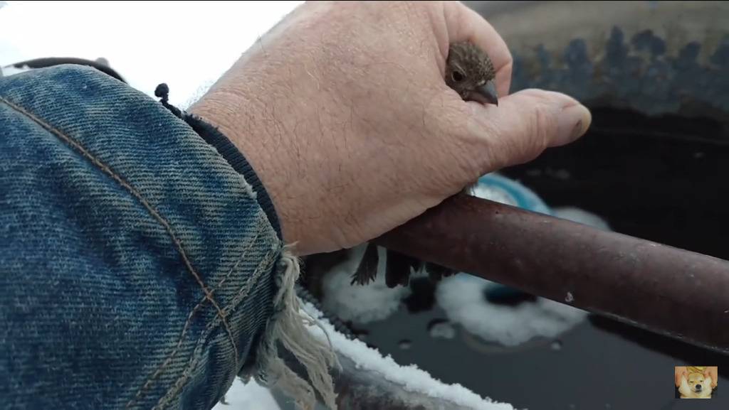 쇠파이프에 발이 얼어붙은 참새를 구해주는 할아버지 | 인스티즈