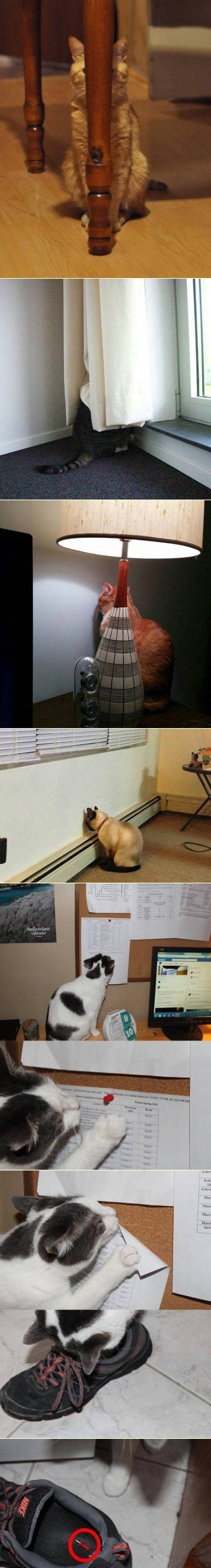 고양이를 혼냈더니... .jpg | 인스티즈