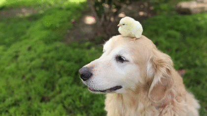 골든 리트리버.gif | 인스티즈