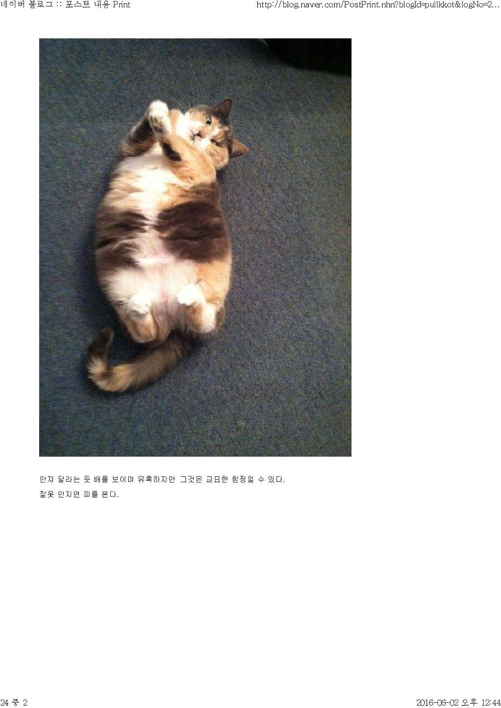 고양이와 함께 산다는것 | 인스티즈