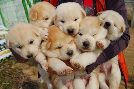 하나도 안귀여운 강아지들 | 인스티즈