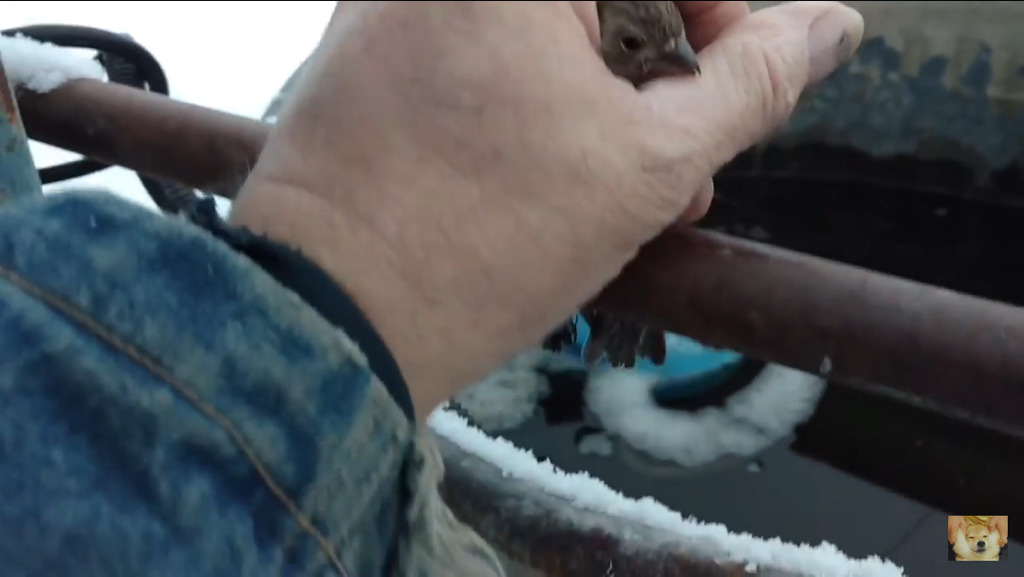 쇠파이프에 발이 얼어붙은 참새를 구해주는 할아버지 | 인스티즈