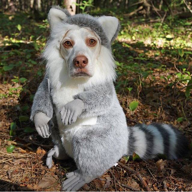 이상한 주인을 만난 멍뭉이 ‘메이모’ 일상.jpgif | 인스티즈