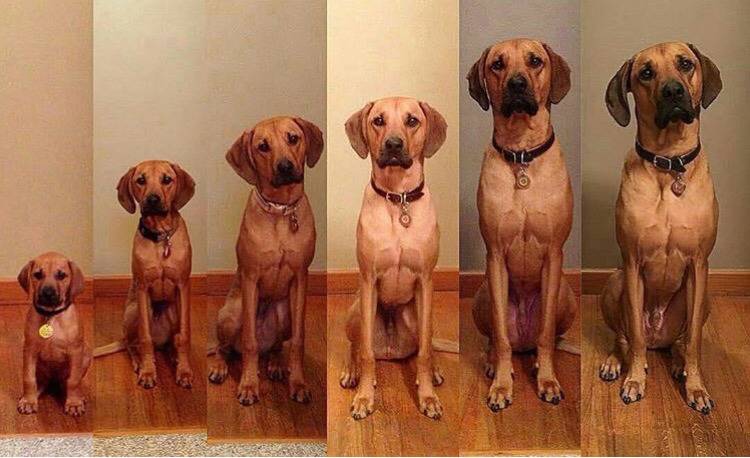 대형견의 매력❤️ (feat.성장과정) | 인스티즈