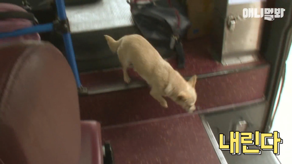 혼자 버스타고 지인 만나러 가는 강아지 상연이.jpg | 인스티즈