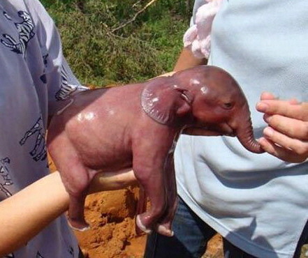 여건이 된다면 키워보고 싶은 새끼 맹수는? | 인스티즈