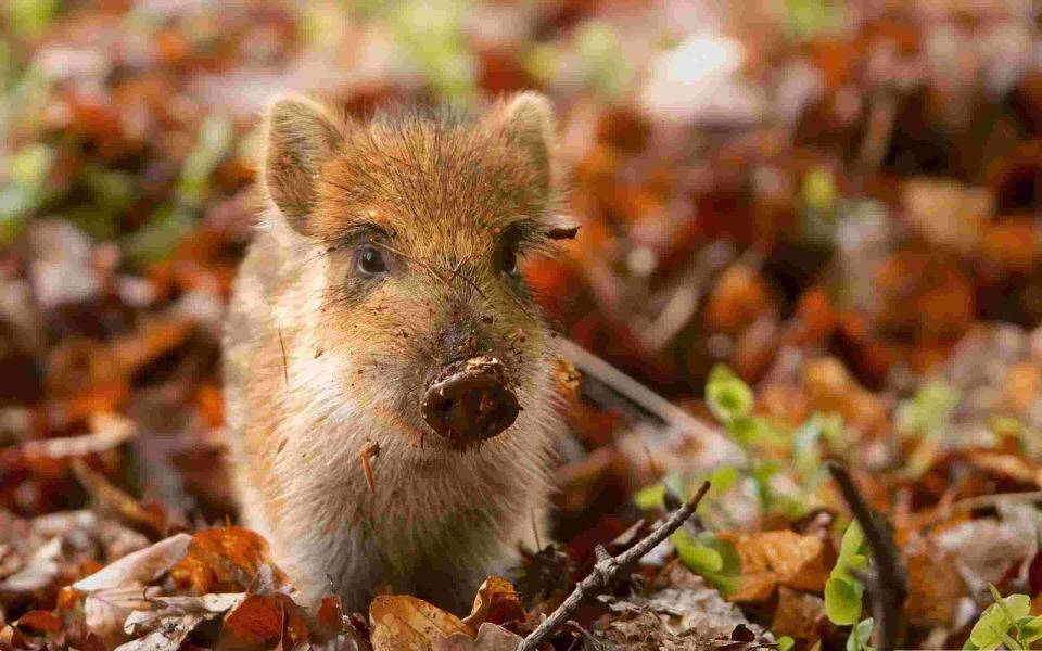 여건이 된다면 키워보고 싶은 새끼 맹수는? | 인스티즈