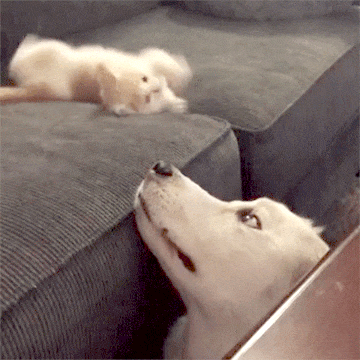 냥이랑 댕댕이 | 인스티즈