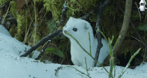 족제비.gif | 인스티즈