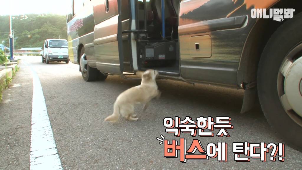 혼자 버스타고 지인 만나러 가는 강아지 상연이.jpg | 인스티즈