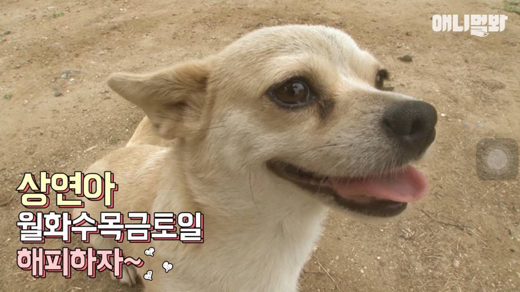 혼자 버스타고 지인 만나러 가는 강아지 상연이.jpg | 인스티즈