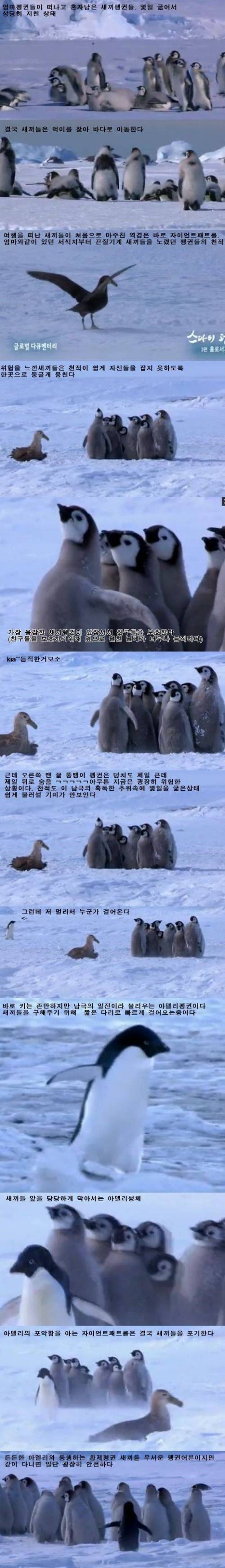 새끼 펭귄들.jpgif | 인스티즈