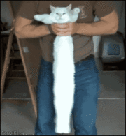 쭉쭉 늘어나는 고양이 | 인스티즈