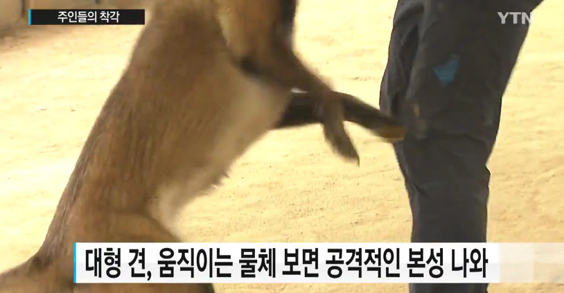 "우리 개는 안 물어요"..주인들의 착각 | 인스티즈