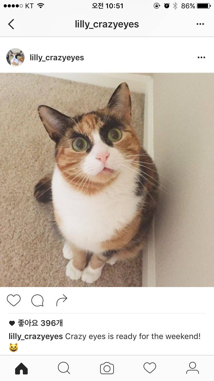 특이하게 생긴 고양이 | 인스티즈