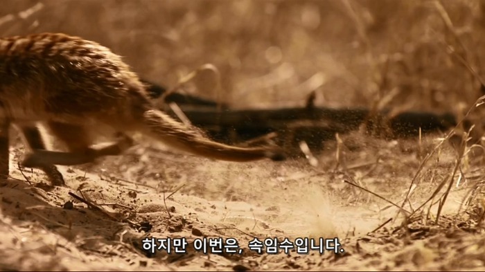 까마귀의 지능에 대한 고찰.jpg | 인스티즈