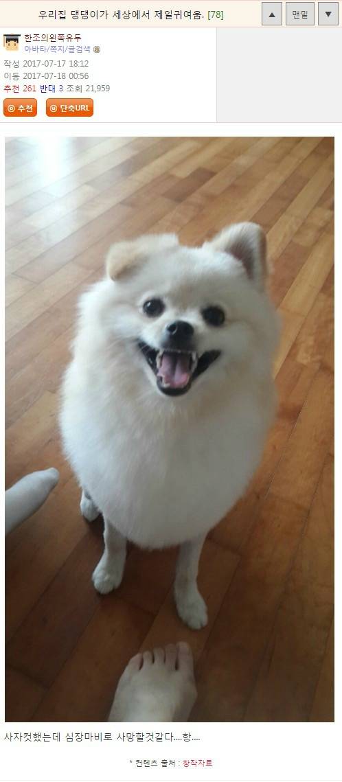 우리집 댕댕이가 세상에서 제일귀여움.Tallulah | 인스티즈