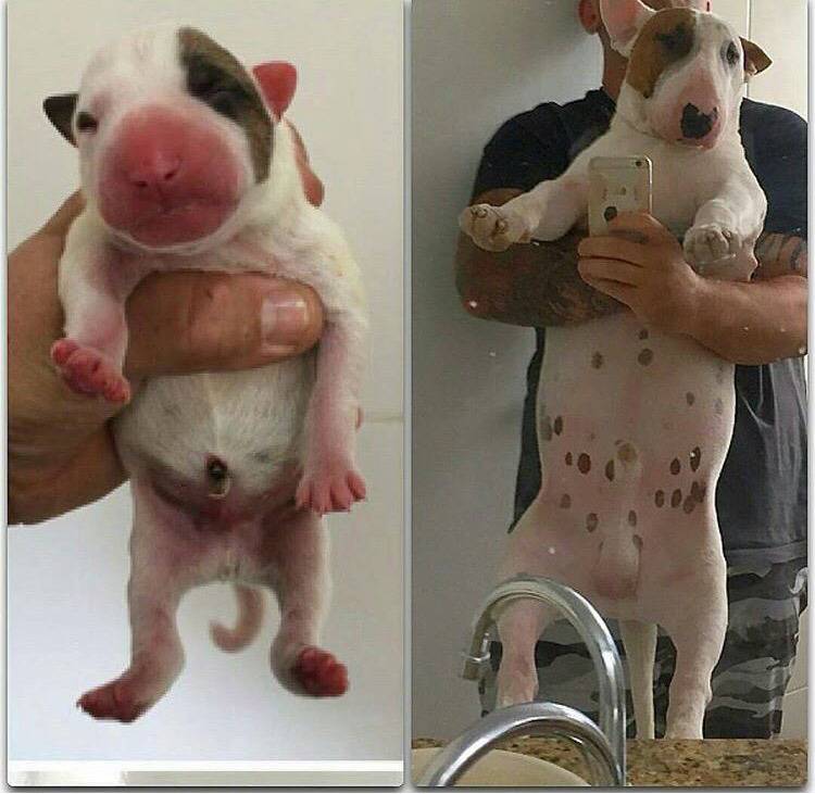 대형견의 매력❤️ (feat.성장과정) | 인스티즈