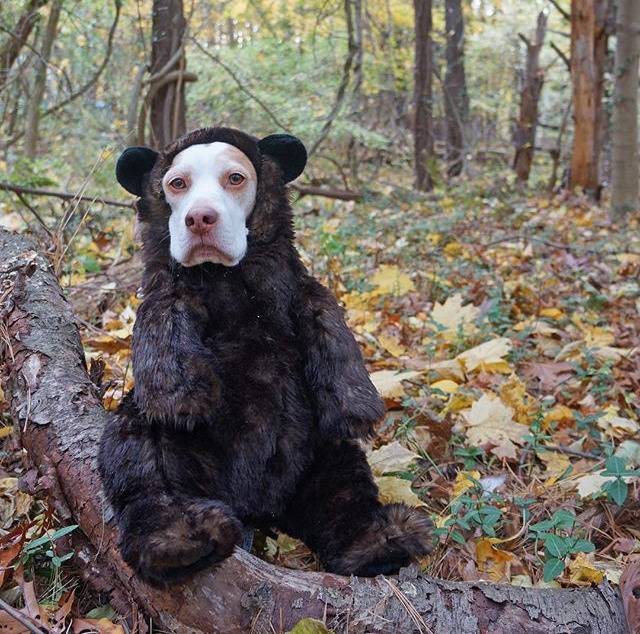 이상한 주인을 만난 멍뭉이 ‘메이모’ 일상.jpgif | 인스티즈