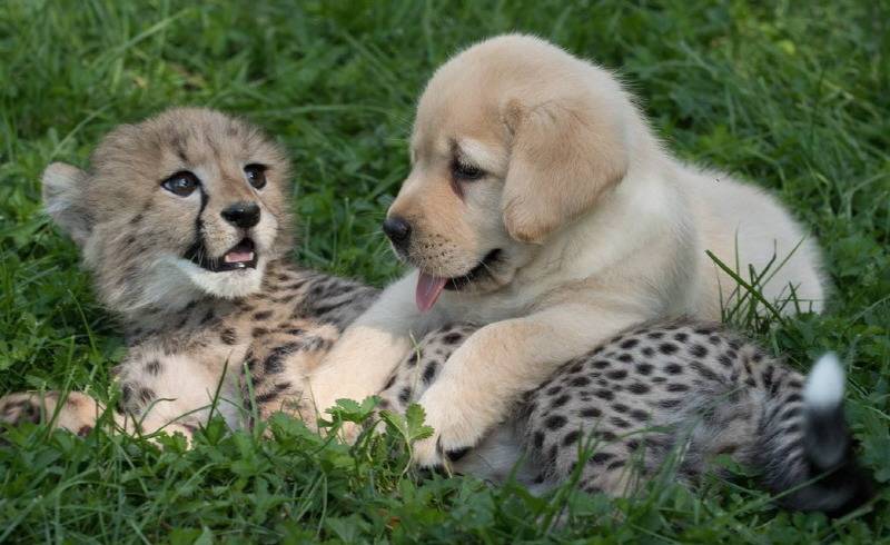 여건이 된다면 키워보고 싶은 새끼 맹수는? | 인스티즈