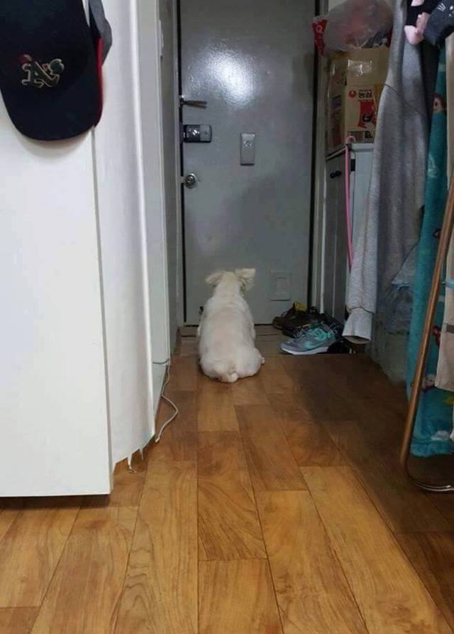 멍멍이때문에 일찍 집에간다하면 보내주라!!광광!! | 인스티즈