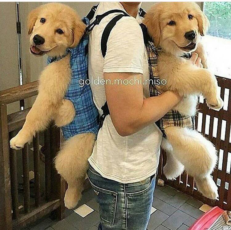 대형견의 매력❤️ (feat.성장과정) | 인스티즈