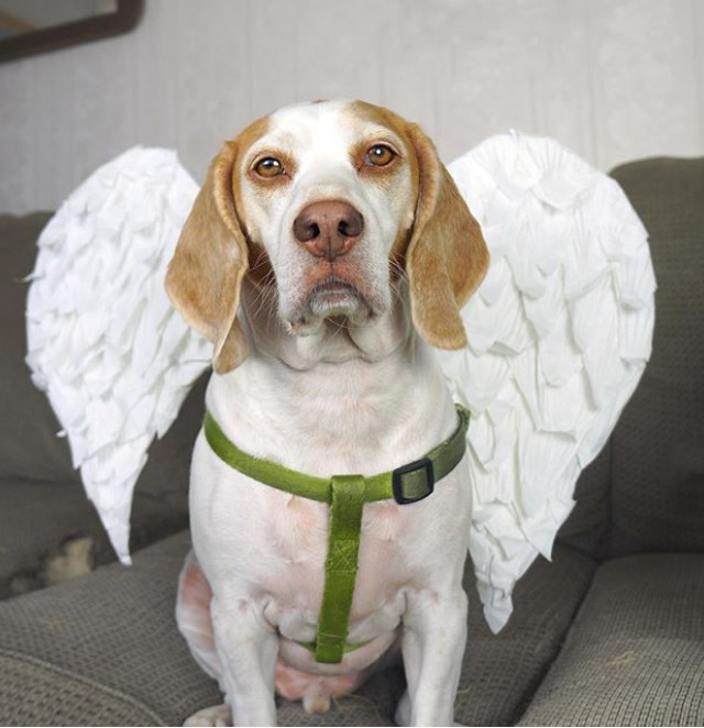 이상한 주인을 만난 멍뭉이 ‘메이모’ 일상.jpgif | 인스티즈