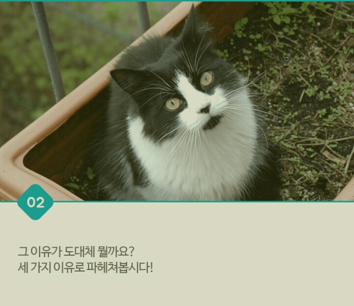 고양이가 화장실 문앞에서 기다리는 이유 | 인스티즈