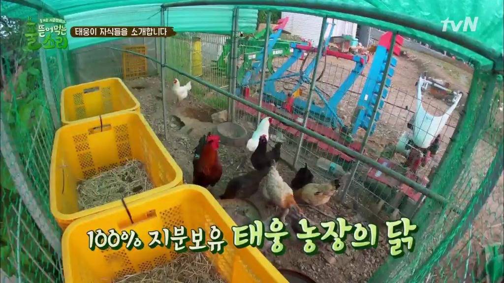 [풀뜯어먹는소리] 닭에서 시작해 소까지 살 수 있게 된 중딩농부 태웅.jpg | 인스티즈