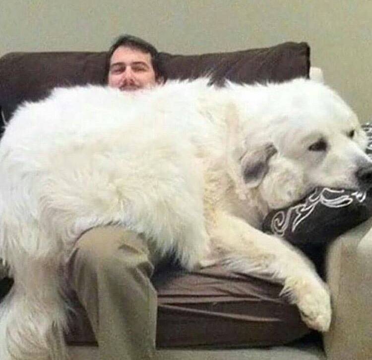 대형견의 매력❤️ (feat.성장과정) | 인스티즈