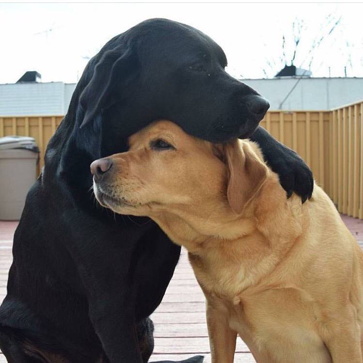 대형견의 매력❤️ (feat.성장과정) | 인스티즈