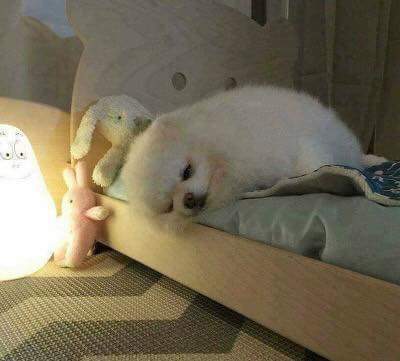 강아지에게 침대를 사줬더니.. | 인스티즈