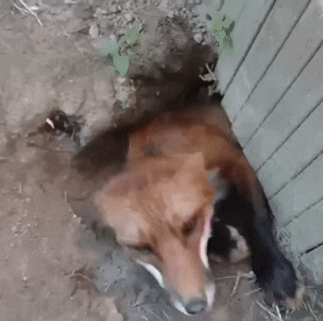 여우는 개과가 맞습니다 | 인스티즈