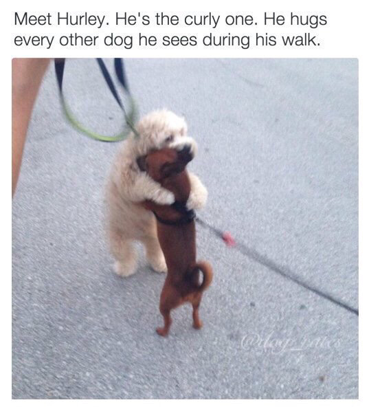 산책하며 만나는 멍멍이마다 안아준다는 강아지 | 인스티즈