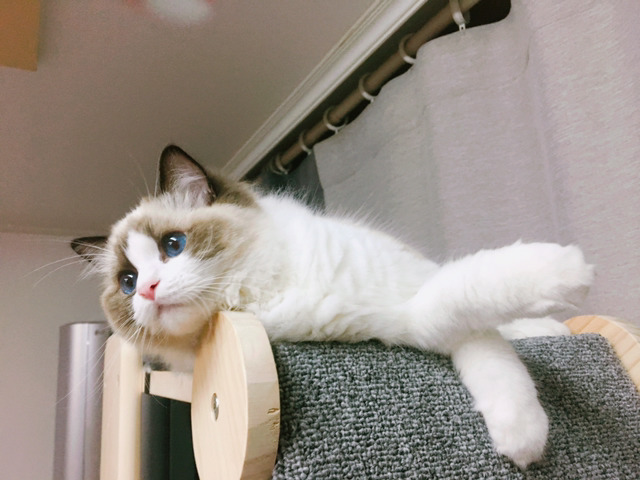 하품만 하면 괴수로 변하는 고양이 | 인스티즈