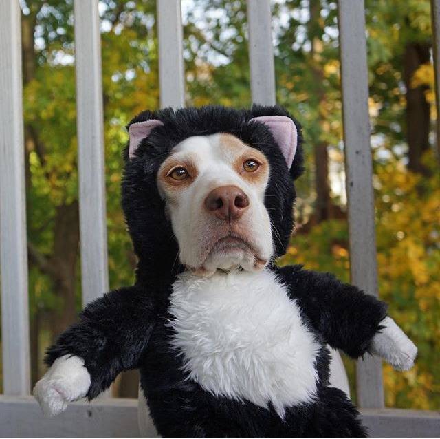 이상한 주인을 만난 멍뭉이 ‘메이모’ 일상.jpgif | 인스티즈