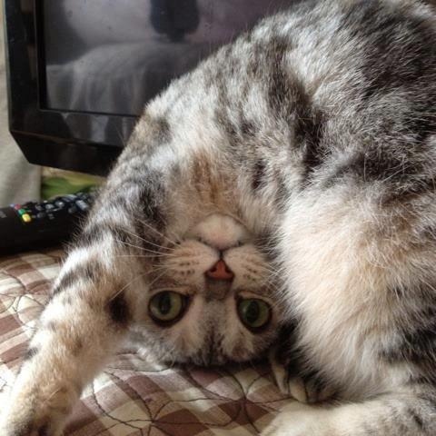 그러고 있으면 머리에 피 안쏠리냥 | 인스티즈