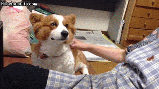 고양이 vs 강아지 | 인스티즈