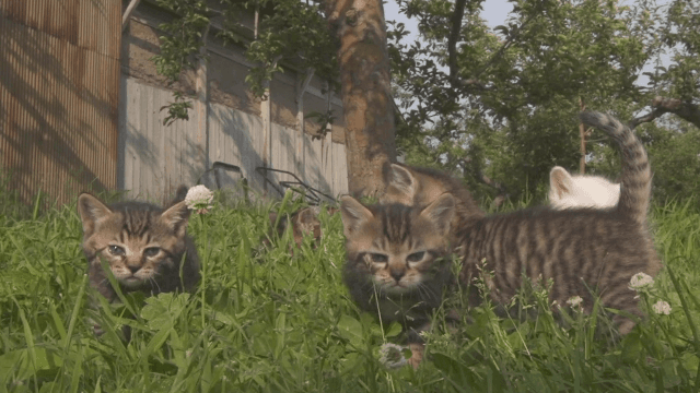 고양이 vs 강아지 | 인스티즈