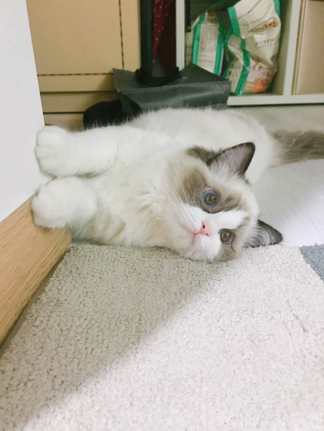 하품만 하면 괴수로 변하는 고양이 | 인스티즈