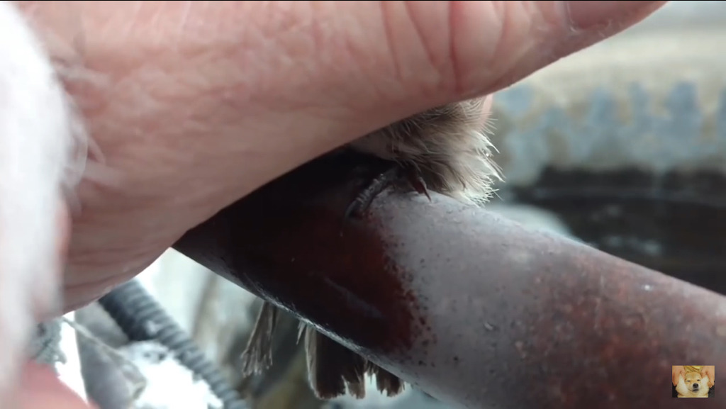 쇠파이프에 발이 얼어붙은 참새를 구해주는 할아버지 | 인스티즈