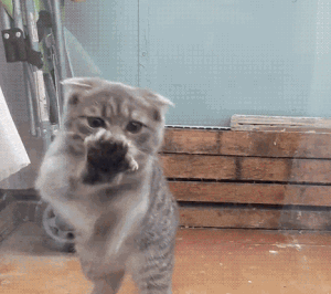 고양이 춤.. | 인스티즈